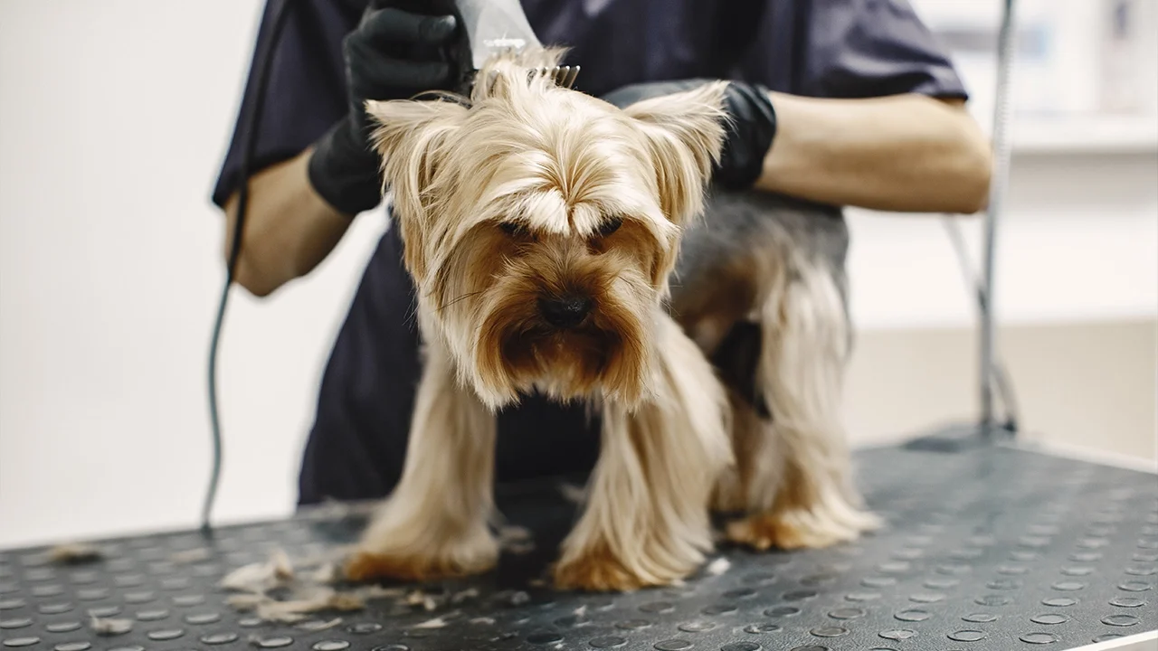 Bathing - Haircut