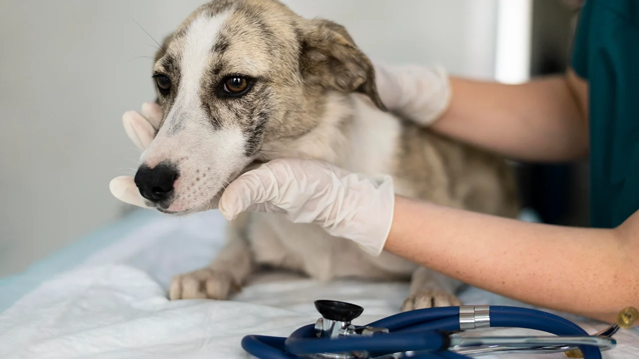 Sterilization