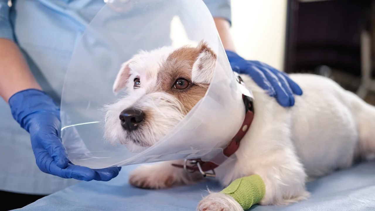 Surgery 1