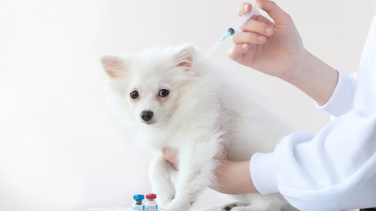 Vaccination-1
